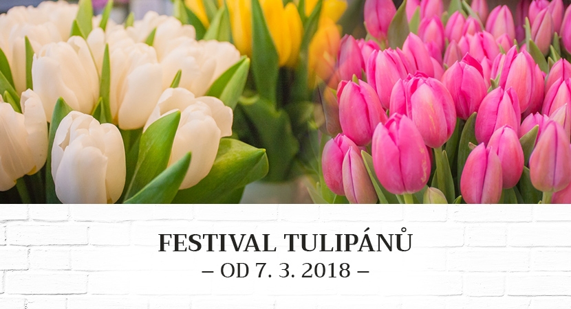 tulipany_web_1.jpg